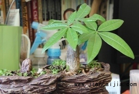 发财树,又名为马拉巴栗,寓意着养此树有发财之意,因此很多人都愿意在家里种植一棵这样的树,在现在这个快节奏的生活中,并不是每个人都有那么多时间去打理这些植物,因此它也会生病,出现叶子发黄等症状,今天就让我们一起学习发财树叶子发黄怎么办吧。 seline; color: rgb(51, 51, 51); font-family: 宋体, Arial, Helvetica, sans-serif; line-height: 24px; text-indent: 28px;"> seline; color: