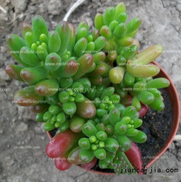 多肉植物_多肉植物怎么养