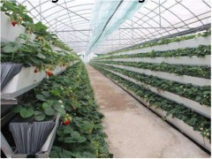 A型架草莓种植槽 基质栽培 使用方便效率高
