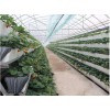 A型架草莓种植槽 基质栽培 使用方便效率高