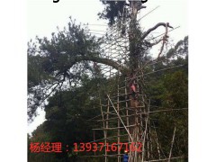 古树防雷措施 特种防雷专业工程资质 河南扬博防雷接地工程公司