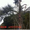 古树防雷措施 特种防雷专业工程资质 河南扬博防雷接地工程公司