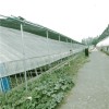 新式保温大棚 鹌鹑养殖大棚 单拱蔬菜大棚 辉腾温室